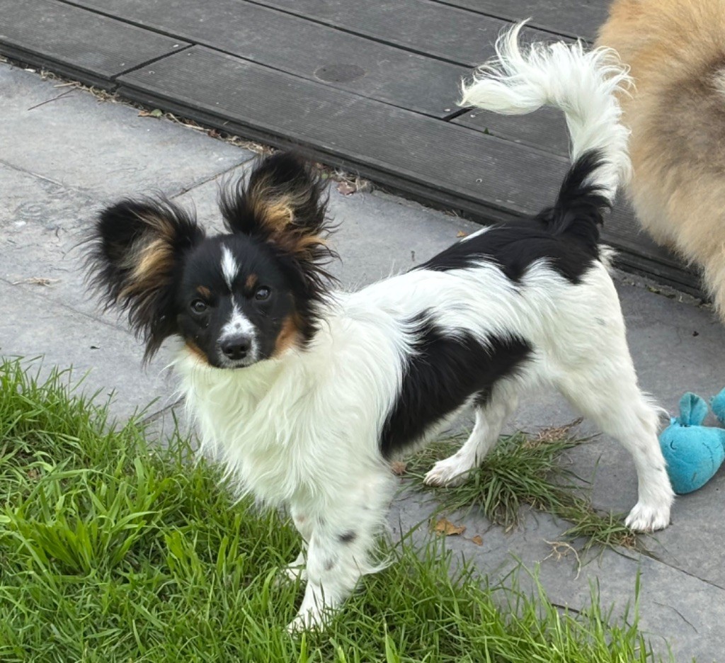 chiot Epagneul nain Continental (Papillon) des lutins du golfe