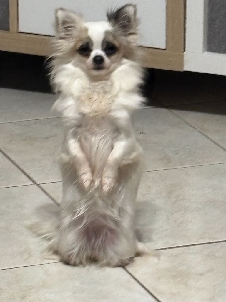 Una beauty des lutins du golfe