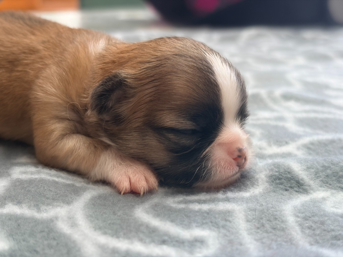 des lutins du golfe - Chiots disponibles - Chihuahua