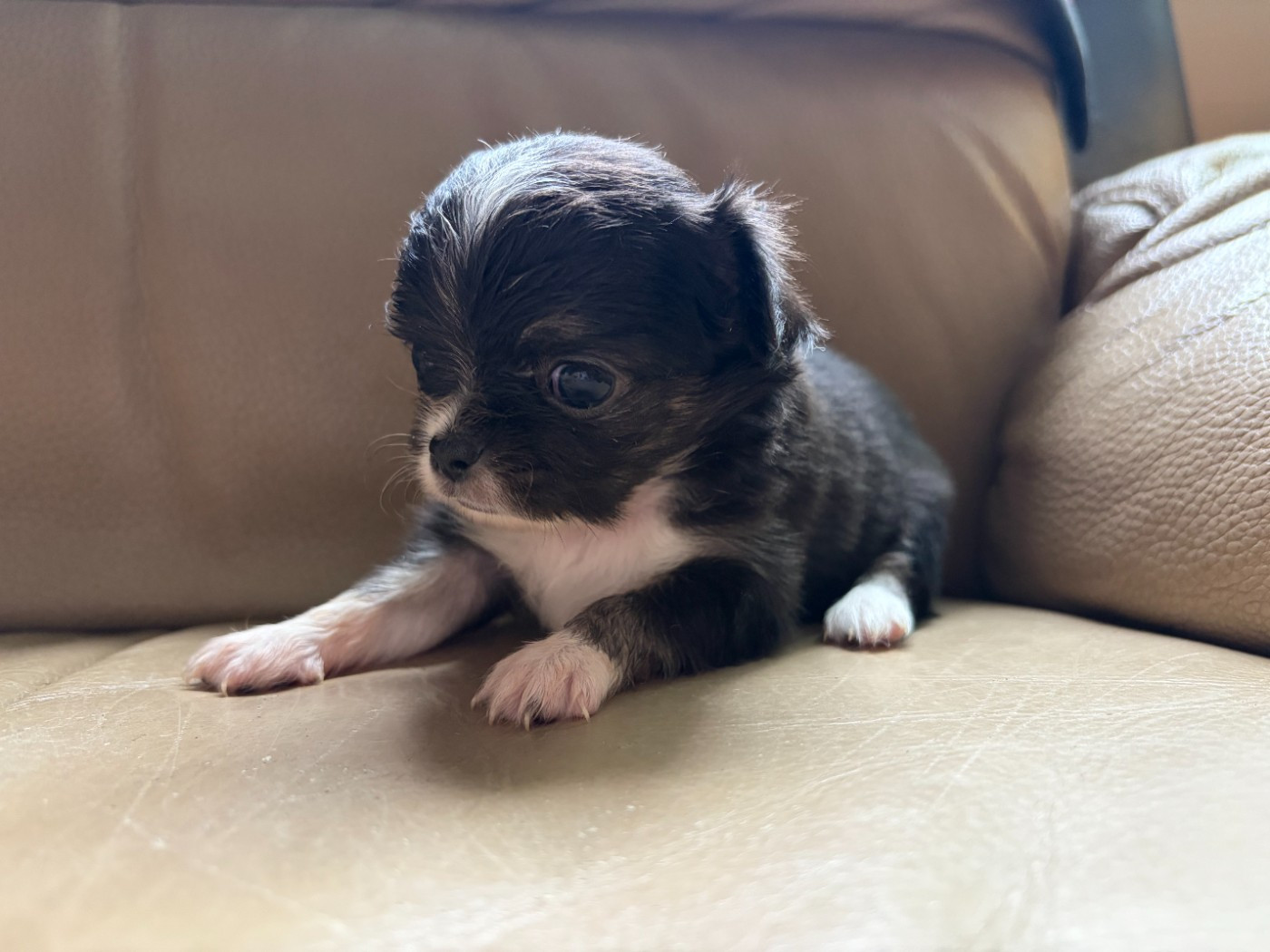 des lutins du golfe - Chiots disponibles - Chihuahua