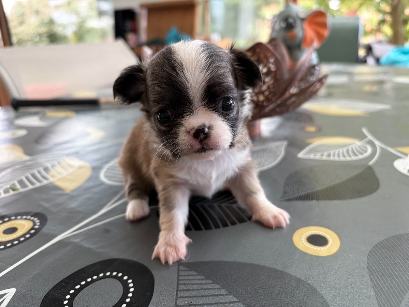 des lutins du golfe - Chiots disponibles - Chihuahua