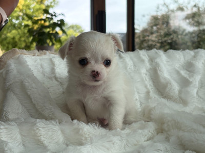 BISCUIT
