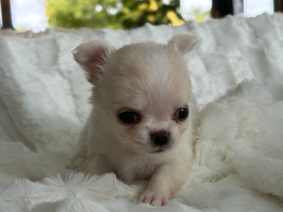 BULLE